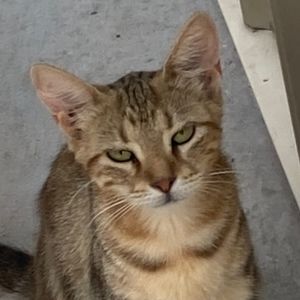 Meet your Posher, Maxwell